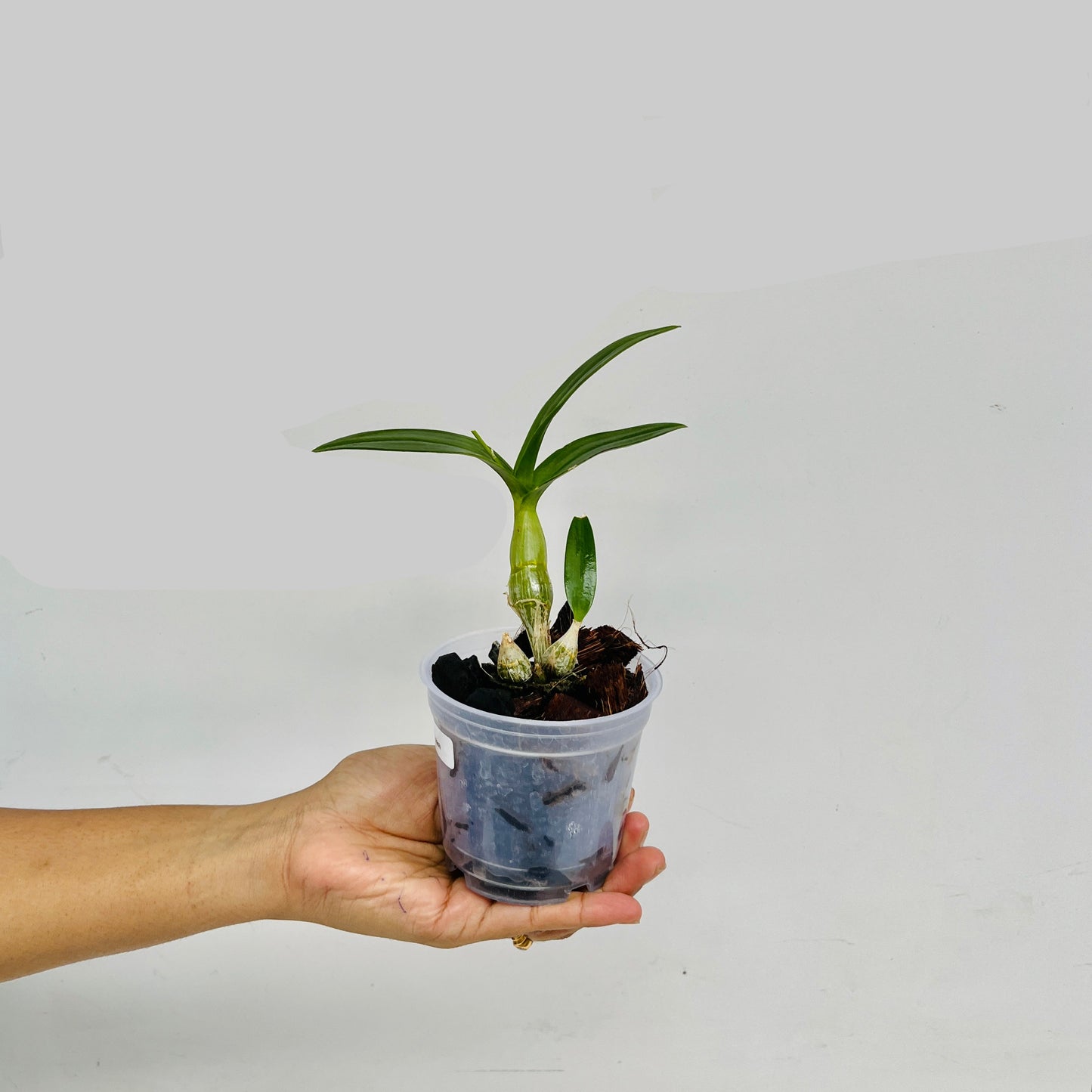 Dendrobium Enobi Splash Orchid Plant - FF - Buy Orchids Plants Online by Orchid-Tree.com