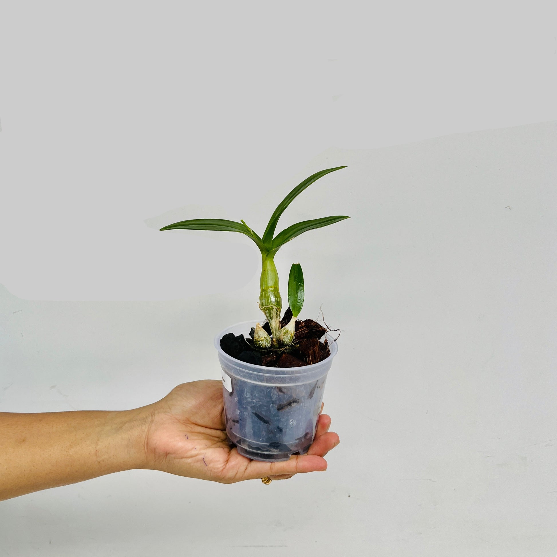 Dendrobium Enobi Splash Orchid Plant - FF - Buy Orchids Plants Online by Orchid-Tree.com