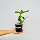 Cattleya (Ctt) River Kwai Floating Orchid Plant - BS - Buy Orchids Plants Online by Orchid-Tree.com