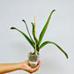 Phalaenopsis Ruey Lih Beauty Orchid Plant - FF - Buy Orchids Plants Online by Orchid-Tree.com