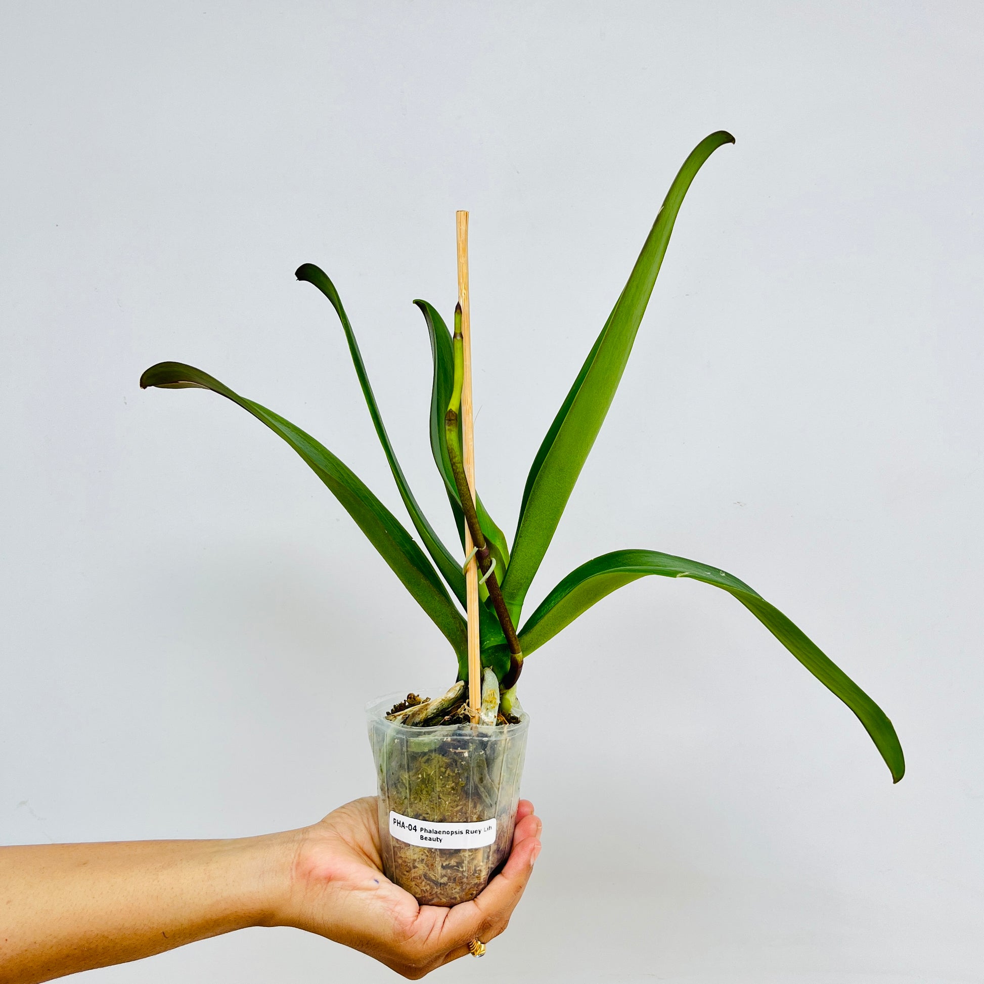 Phalaenopsis Ruey Lih Beauty Orchid Plant - FF - Buy Orchids Plants Online by Orchid-Tree.com