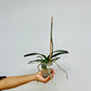 Phalaenopsis Lianher Orange Orchid Plant - FF - Buy Orchids Plants Online by Orchid-Tree.com