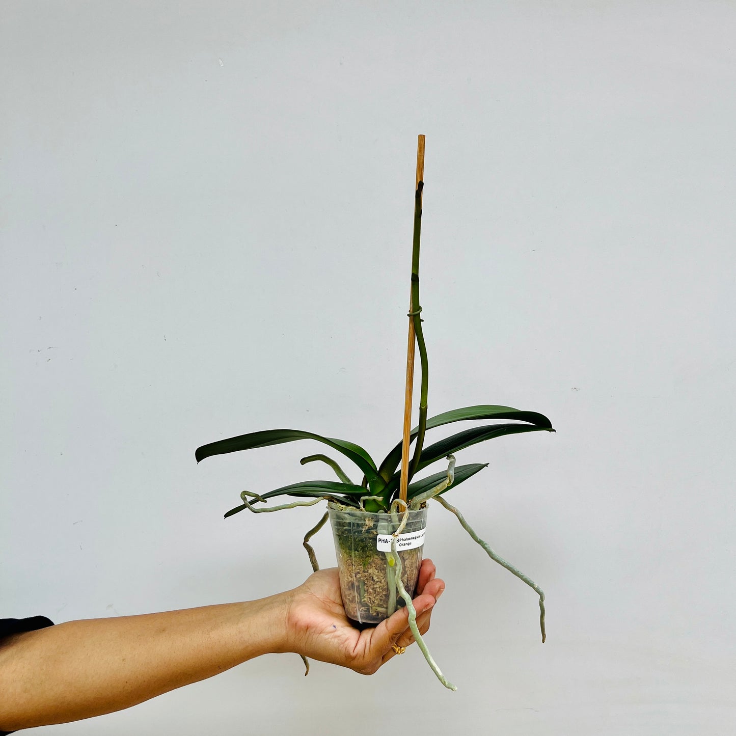 Phalaenopsis Lianher Orange Orchid Plant - FF - Buy Orchids Plants Online by Orchid-Tree.com