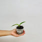 Phragmipedium Peruflora's Cirila Alca - SS (Seedling) - Buy Orchids Plants Online by Orchid-Tree.com