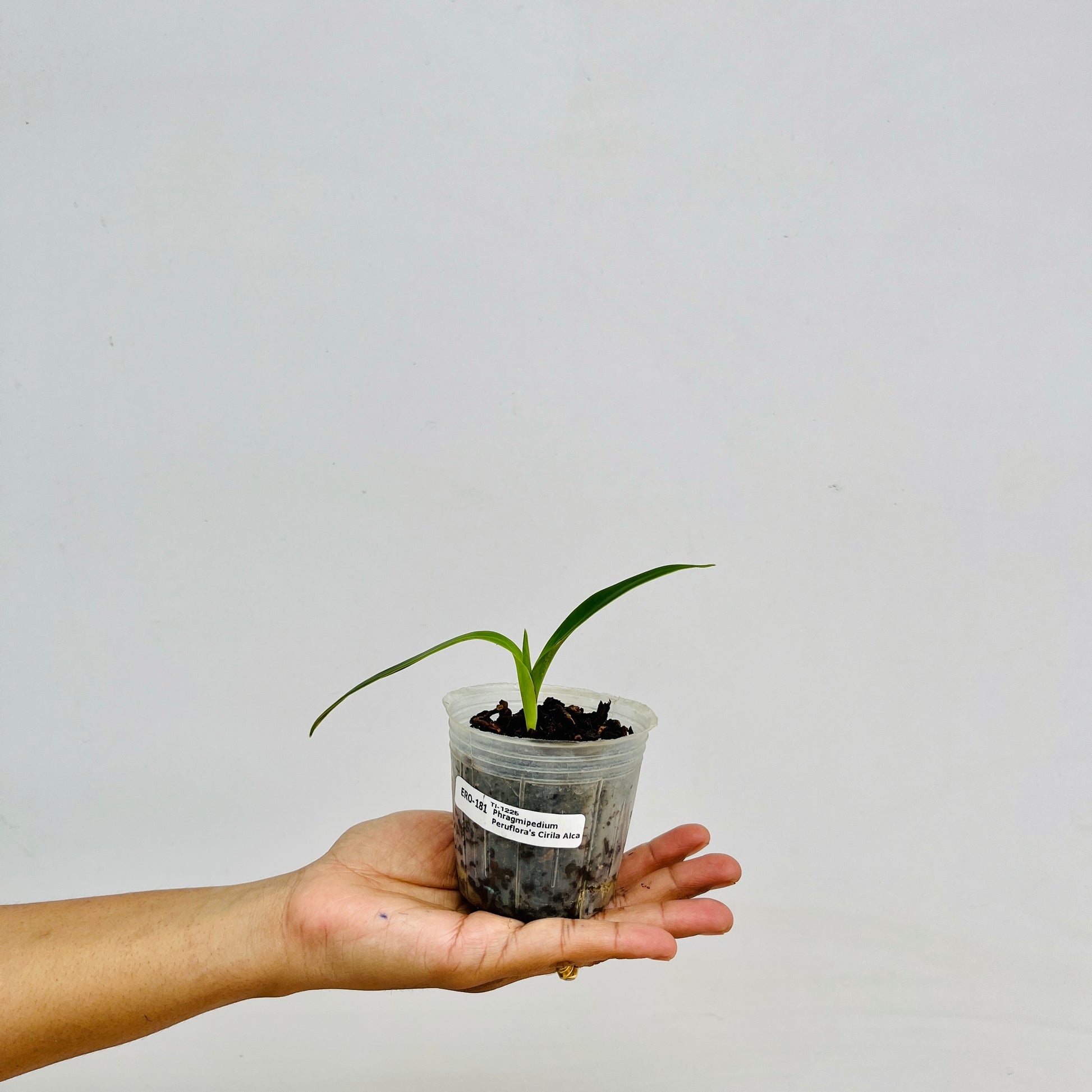 Phragmipedium Peruflora's Cirila Alca - SS (Seedling) - Buy Orchids Plants Online by Orchid-Tree.com