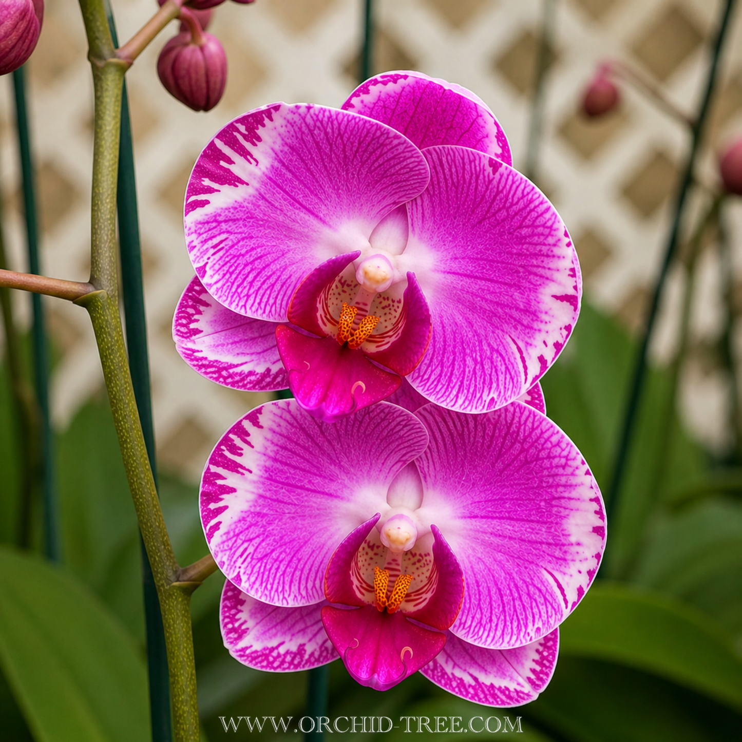 Phalaenopsis Ruey Lih Beauty Orchid Plant - FF - Buy Orchids Plants Online by Orchid-Tree.com
