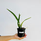 Cattleya (Bc.) Yuan Nan Star War Orchid Plant - BS - Buy Orchids Plants Online by Orchid-Tree.com
