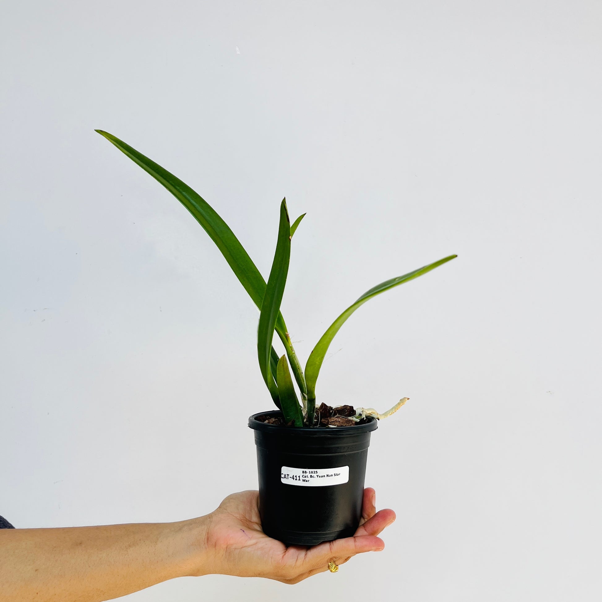 Cattleya (Bc.) Yuan Nan Star War Orchid Plant - BS - Buy Orchids Plants Online by Orchid-Tree.com