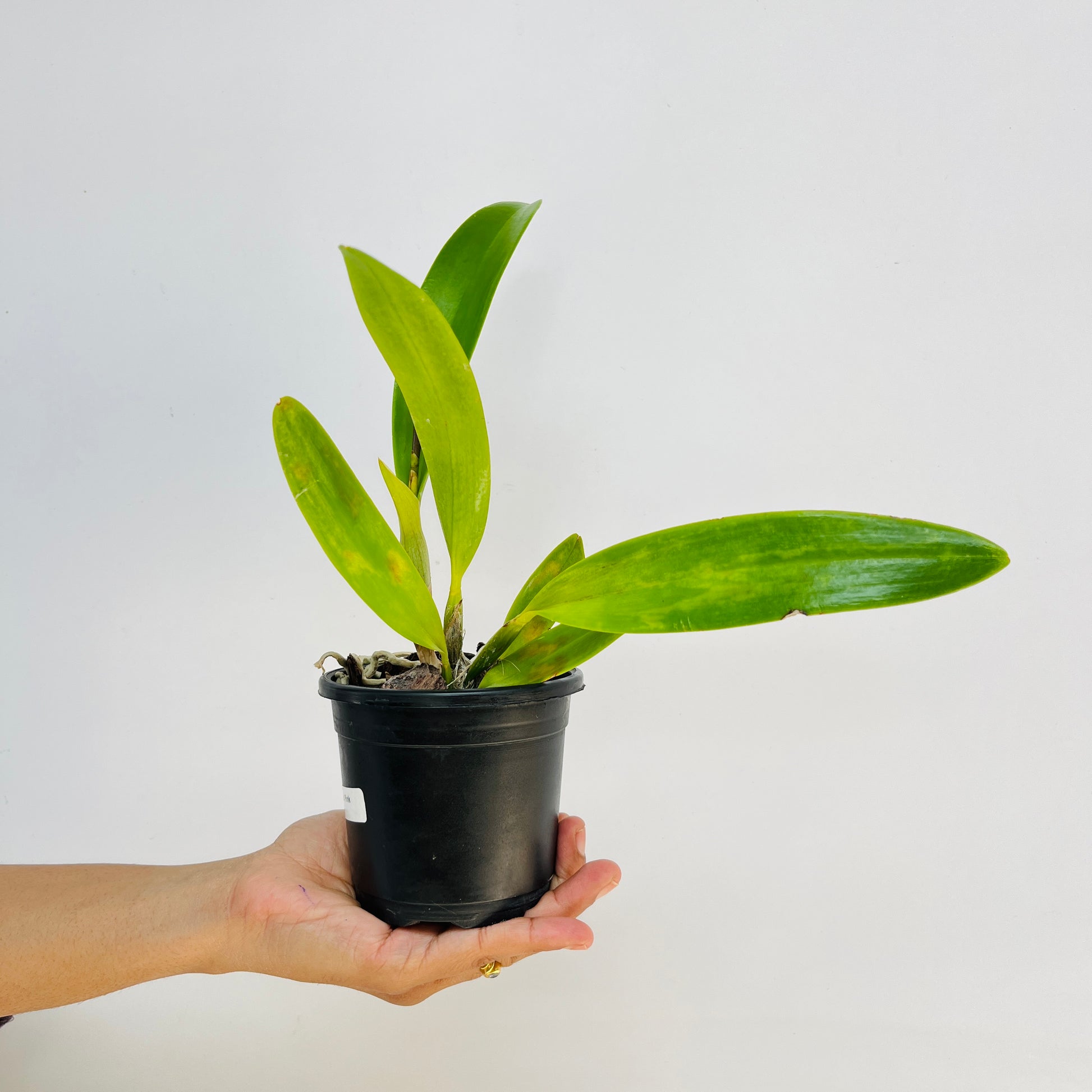 Cattleya (Lc.) Pink Pleat Orchid Plant - BS - Buy Orchids Plants Online by Orchid-Tree.com