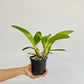 Cattleya Nakornchaisri Delight No. 2 Orchid Plant - BS