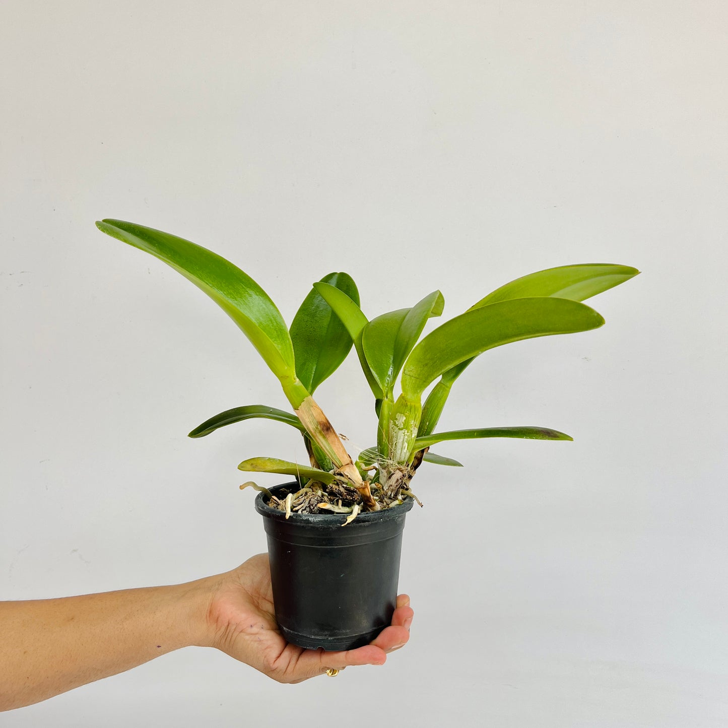 Cattleya Nakornchaisri Delight No. 2 Orchid Plant - BS