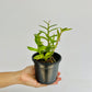 Epidendrium Max Valley Sakura Orchid Plant - MS - Buy Orchids Plants Online by Orchid-Tree.com