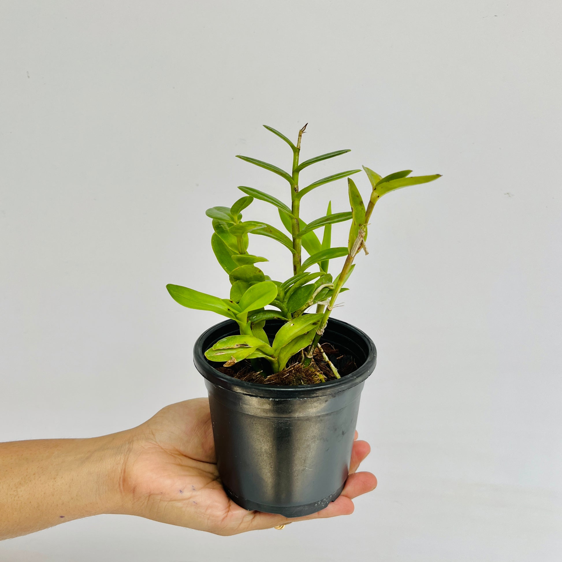 Epidendrium Max Valley Sakura Orchid Plant - MS - Buy Orchids Plants Online by Orchid-Tree.com