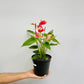 Anthurium Mini Dark Pink - FF - Buy Orchids Plants Online by Orchid-Tree.com