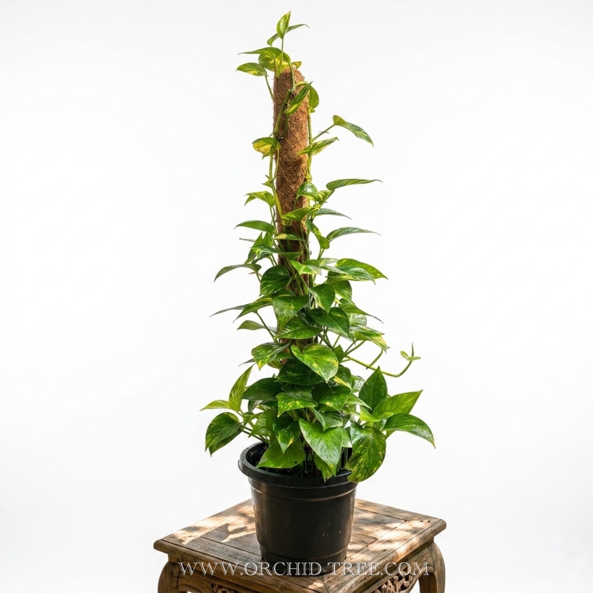 Money Plant | Golden Pothos - Big Plant - Buy Orchids Plants Online by Orchid-Tree.com