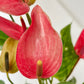 Anthurium Mini Dark Pink - FF - Buy Orchids Plants Online by Orchid-Tree.com