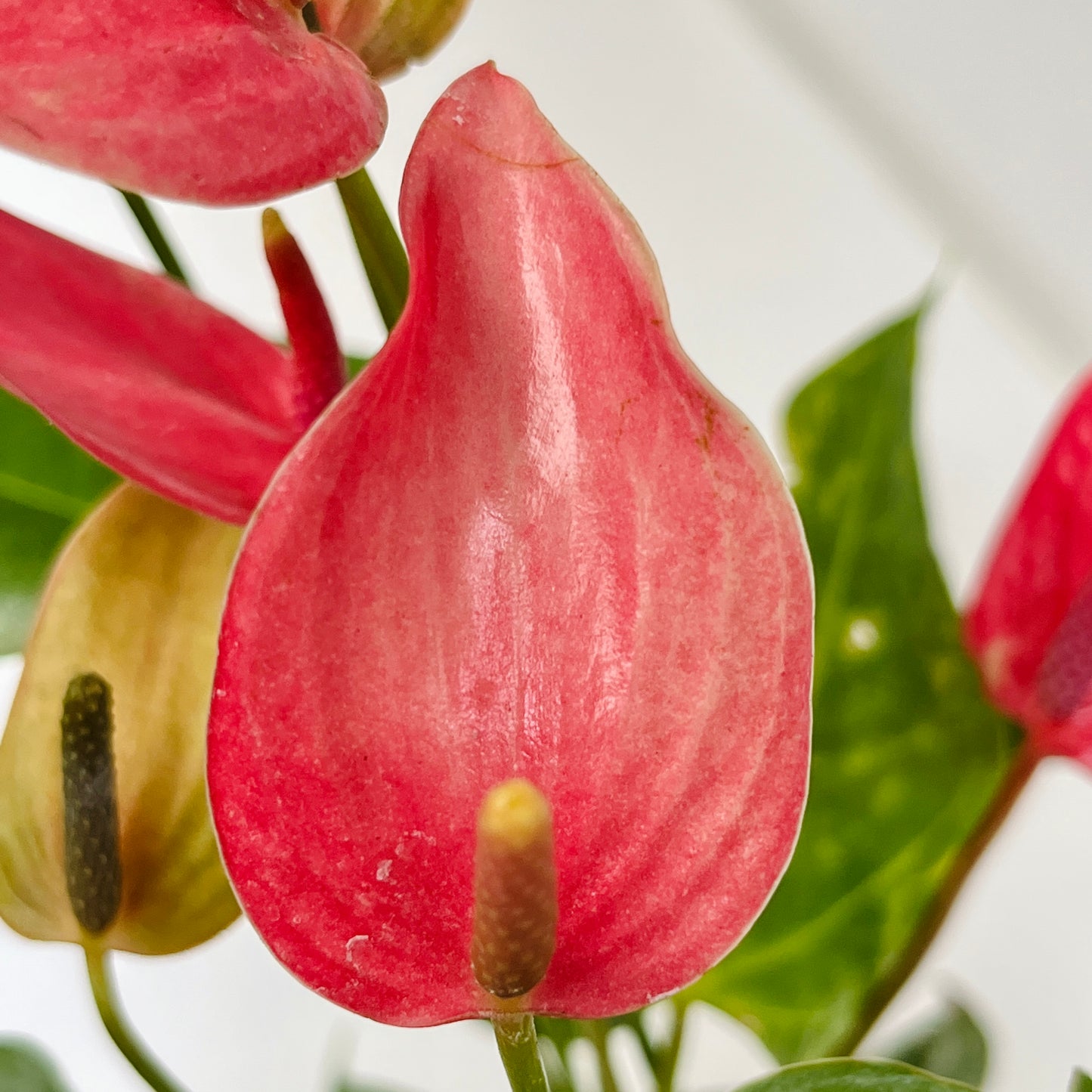 Anthurium Mini Dark Pink - FF - Buy Orchids Plants Online by Orchid-Tree.com