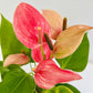 Anthurium Mini Dark Pink - FF - Buy Orchids Plants Online by Orchid-Tree.com