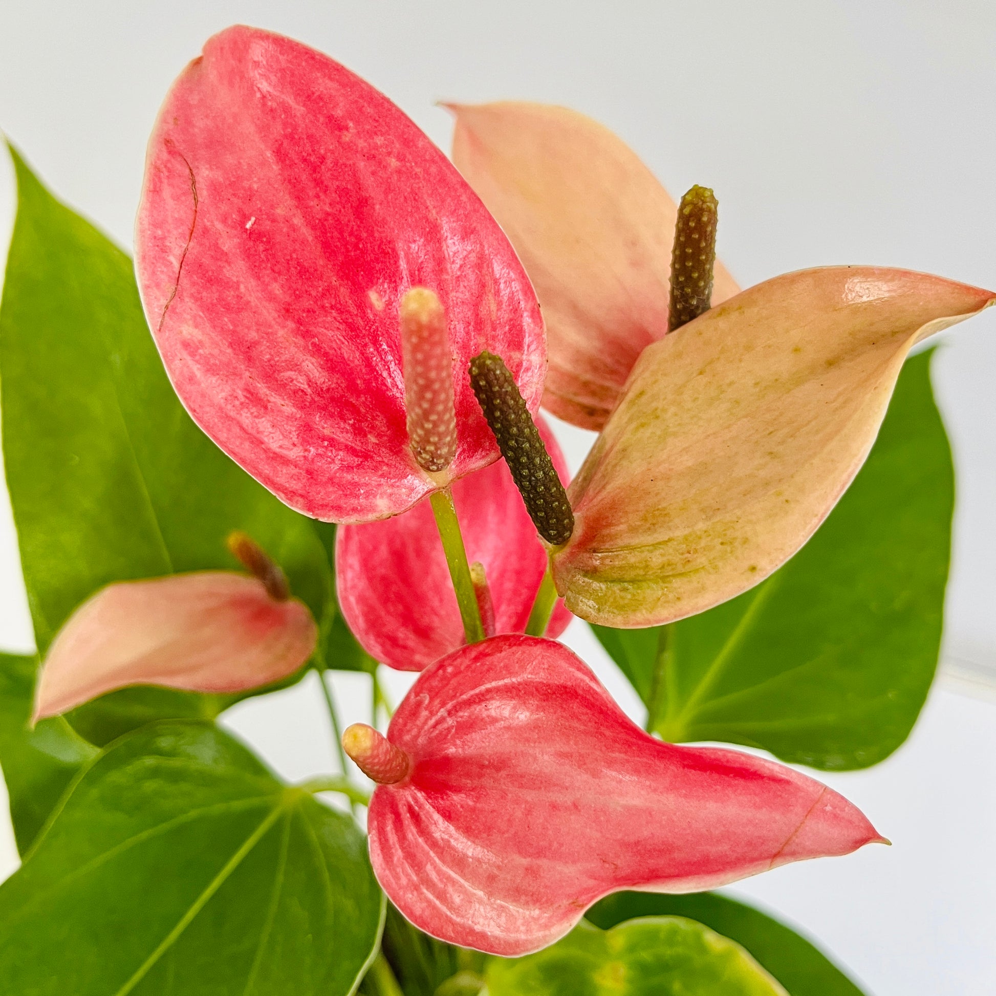 Anthurium Mini Dark Pink - FF - Buy Orchids Plants Online by Orchid-Tree.com