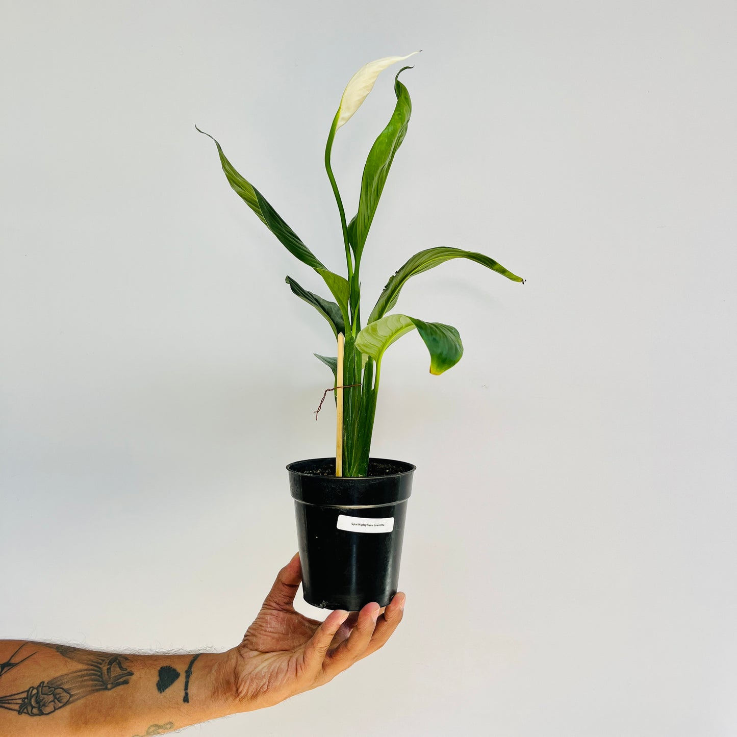 Spathiphyllum | Peace Lily - Buy Orchids Plants Online by Orchid-Tree.com