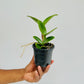 Cattleya River Kwai Bridge Orchid Plant - BS - Buy Orchids Plants Online by Orchid-Tree.com