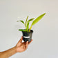 Cattleya maxima sp. Orchid Plant - BS
