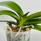 Phalaenopsis Moonlight Orchid Plant - FF (Small spike)