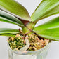 Phalaenopsis Sunshine Coast Orchid Plant - FF (Emerging Spike)