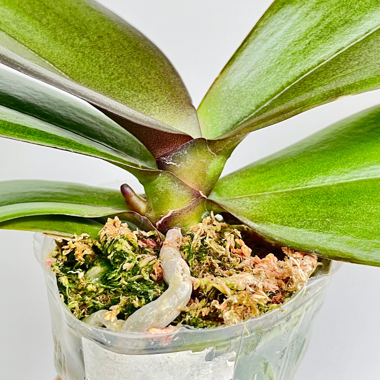 Phalaenopsis Sunshine Coast Orchid Plant - FF (Emerging Spike)