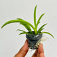 Tolumnia Jairak Flyer 'Pastel Pink' Orchid Plant - BS (Miniature)