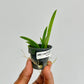 Oncidium Tolumnia Jairak Firm Lion Orchid Plant - BS (Miniature)