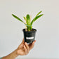 Cattleya maxima sp. Orchid Plant - BS