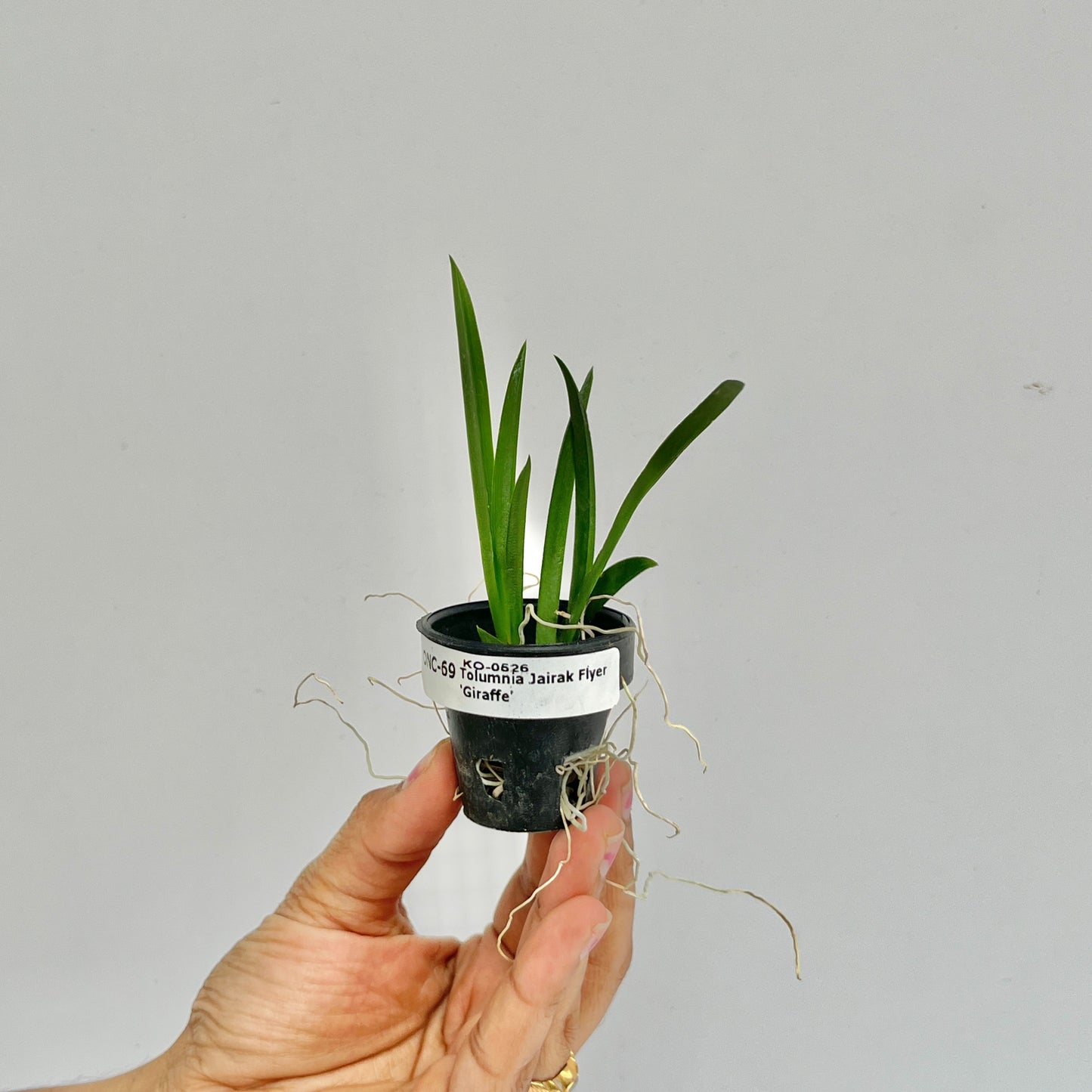 Tolumnia Jairak Flyer 'Giraffe' Orchid Plant - BS