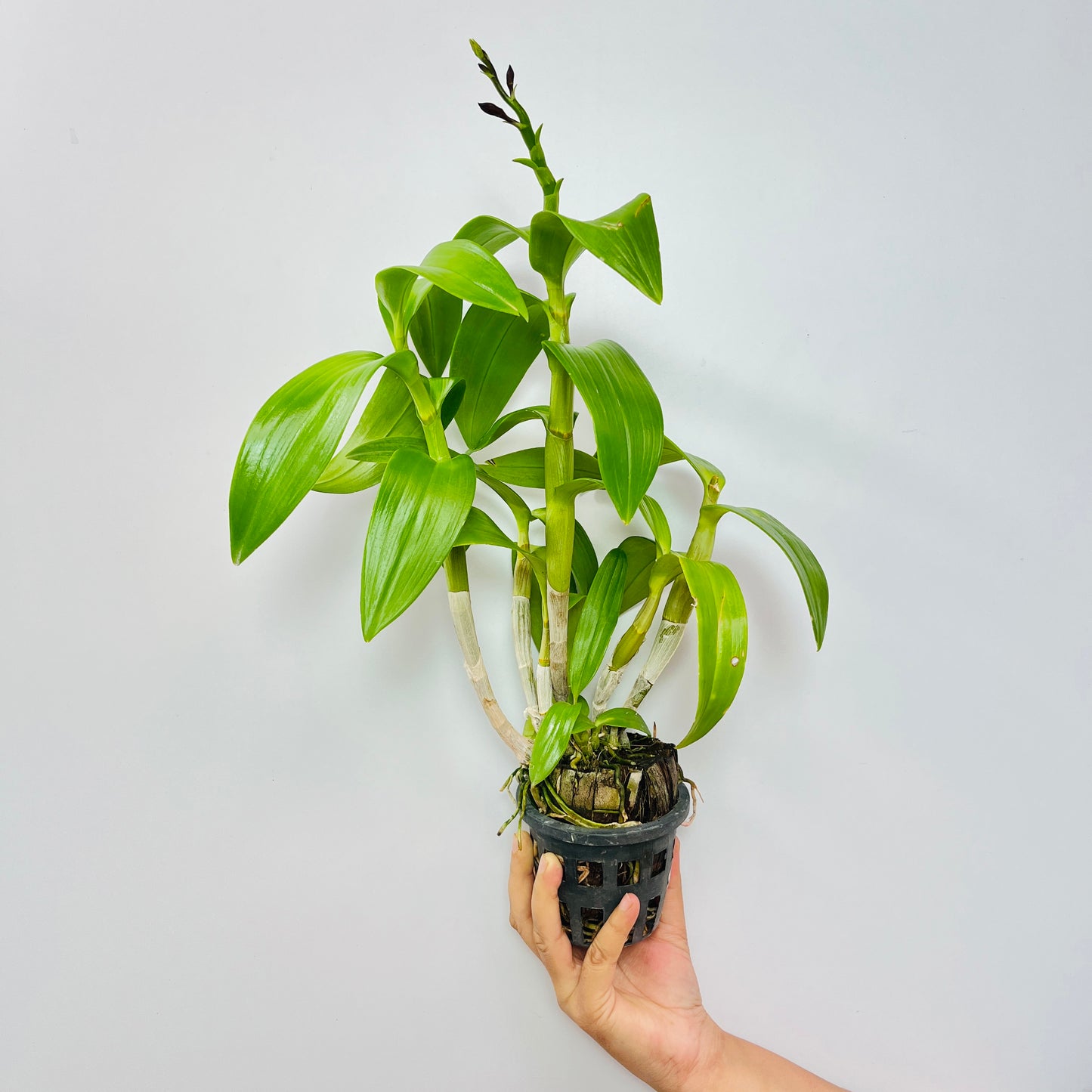 Dendrobium Bom Udomsri X Jac Concert Var. Kanjana Orchid Plant - FF