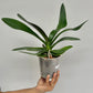 Phalaenopsis Good Reason Orchid Plant - BS