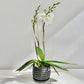 Phalaenopsis in buds & flowers  in Ceramic Planter | Subscription Pack