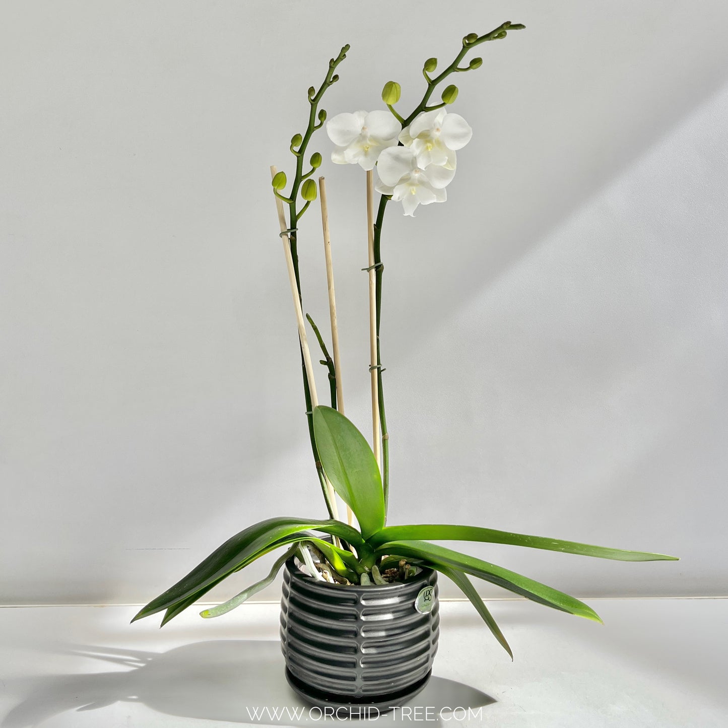 Phalaenopsis in buds & flowers  in Ceramic Planter | Subscription Pack