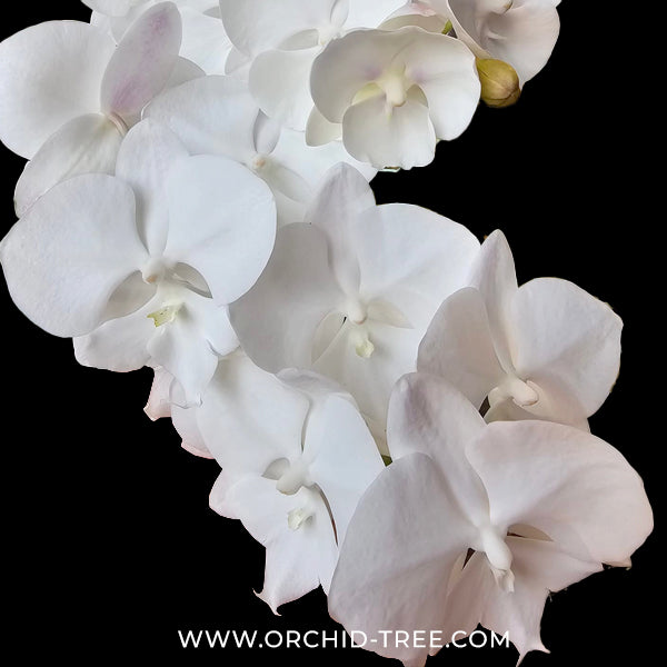 Phalaenopsis Ice Whisper Orchid Plant - FF