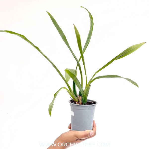 Zygopetalum 'Impasto Blue' Orchid Plant - BS