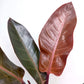 Philodendron imperial Red