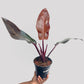Philodendron imperial Red