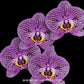 Phalaenopsis Impulsive Orchid Plant - FF
