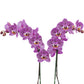Phalaenopsis Impulsive Orchid Plant - FF