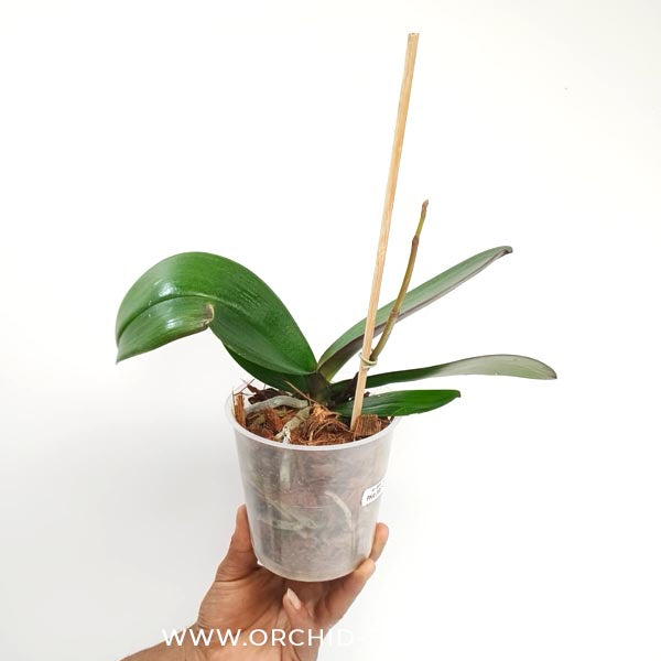 Phalaenopsis Impulsive Orchid Plant - FF