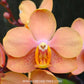 Asconopsis Irene Dobkin 'Elmhurst' Orchid Plant - BS