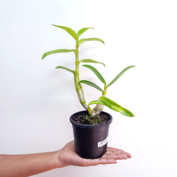 Dendrobium Jairak Helix Orchid Plant - BS