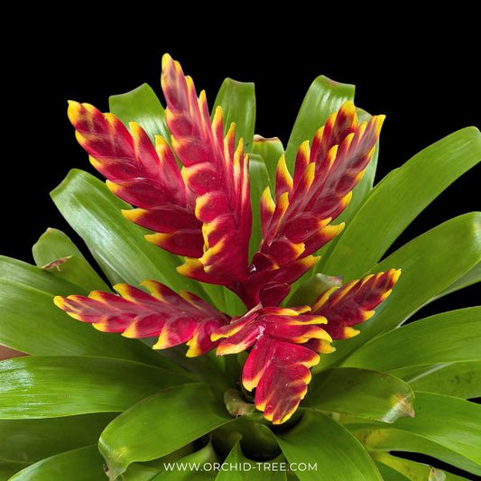 Bromeliad (Vriesea ‘Vogue’)