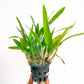 Cattleya (Cattleytonia) Jamaica Red - BS - Buy Orchids Plants Online by Orchid-Tree.com