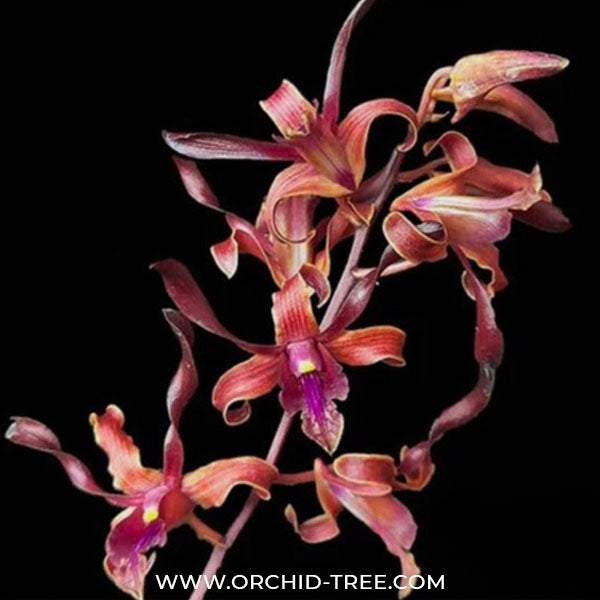 Dendrobium Jairak Antelope 'Scarlet' - BS