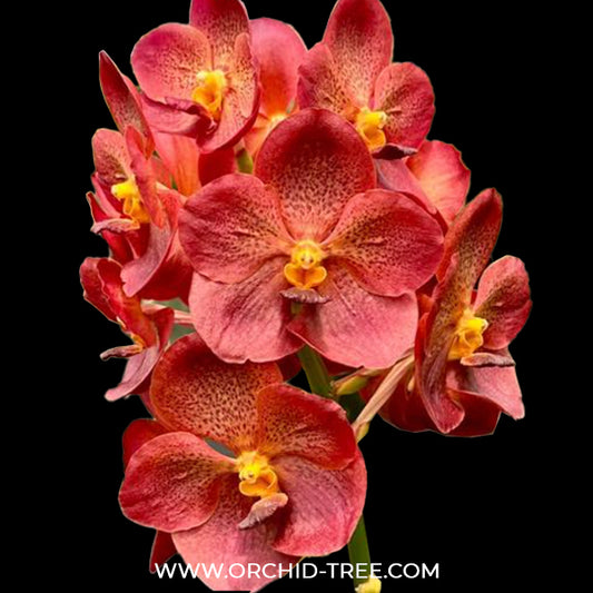 Vanda Pedro Bonetti 'Jairak' Orchid Plant - MS